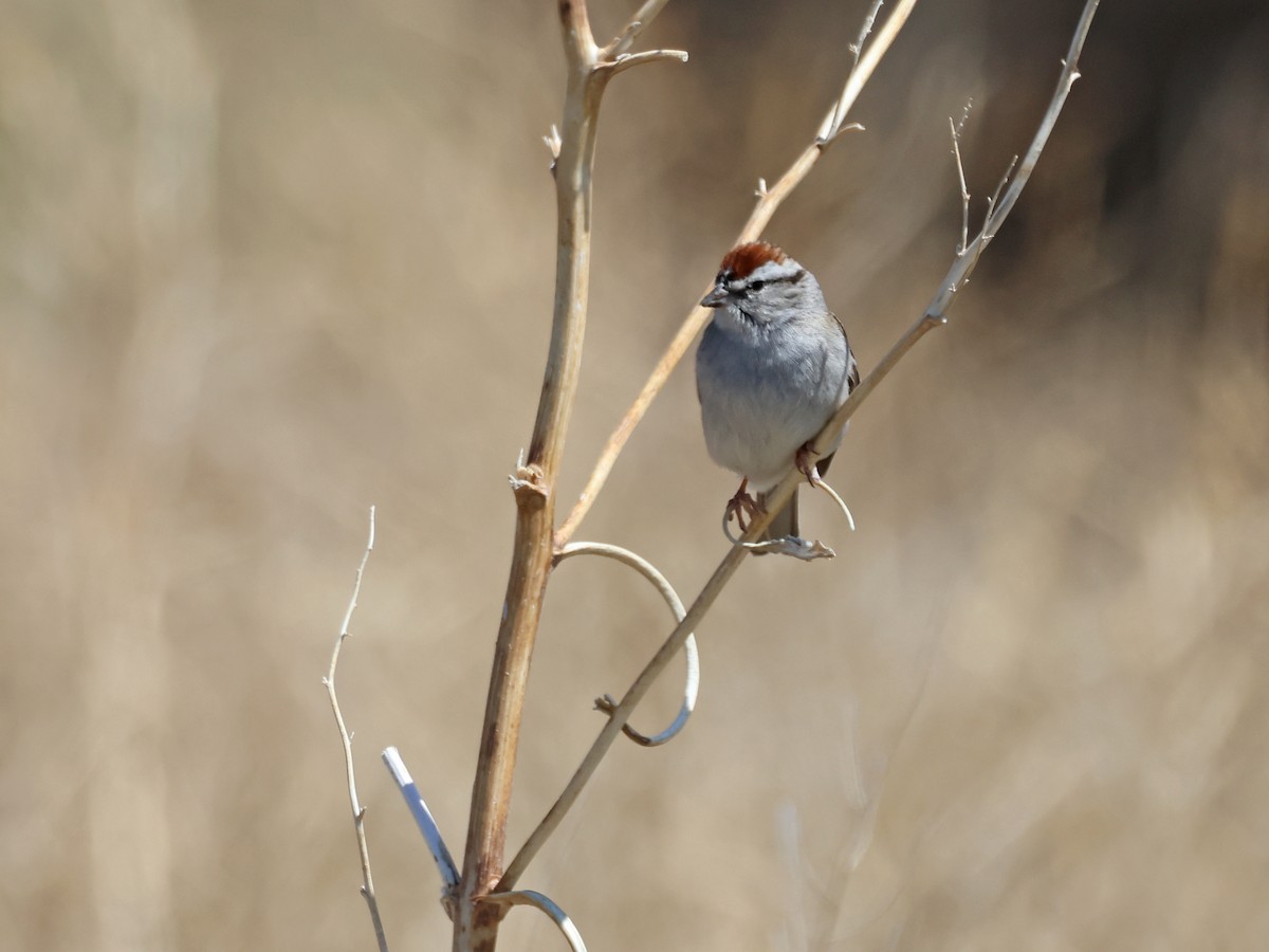 Chipping Sparrow - ML618455060