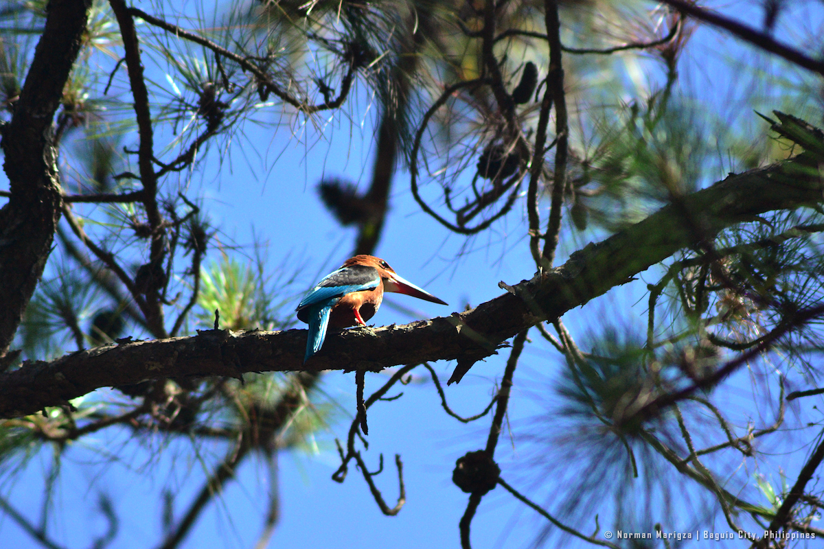 Brown-breasted Kingfisher - ML618455070