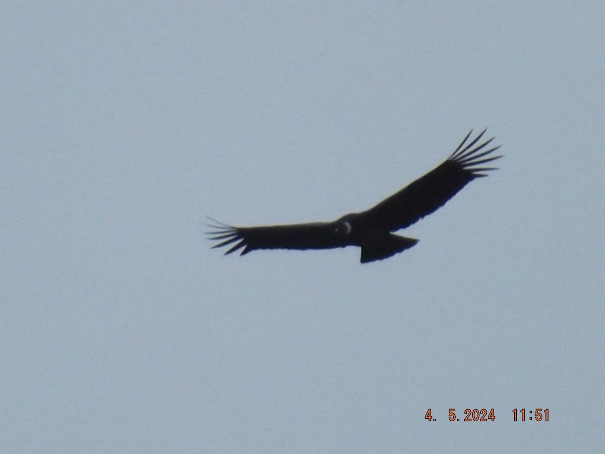 Andean Condor - ML618455087