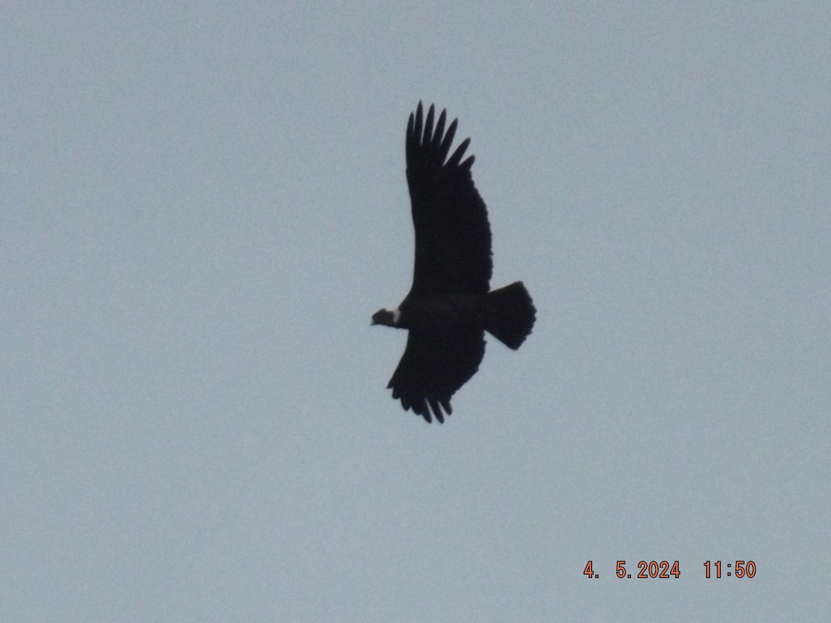 Andean Condor - ML618455088
