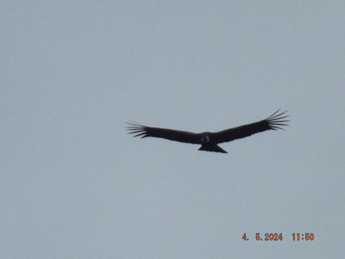Andean Condor - ML618455089
