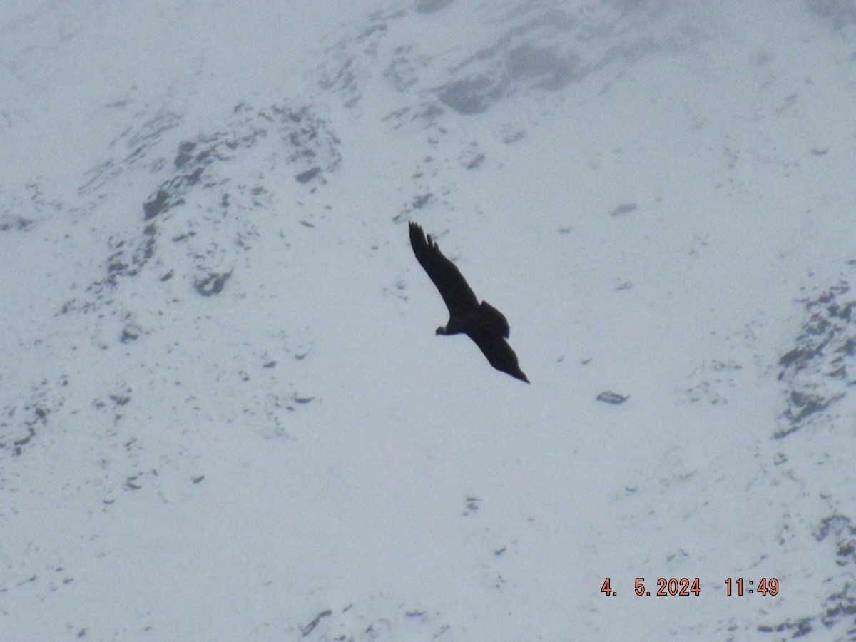 Andean Condor - ML618455090