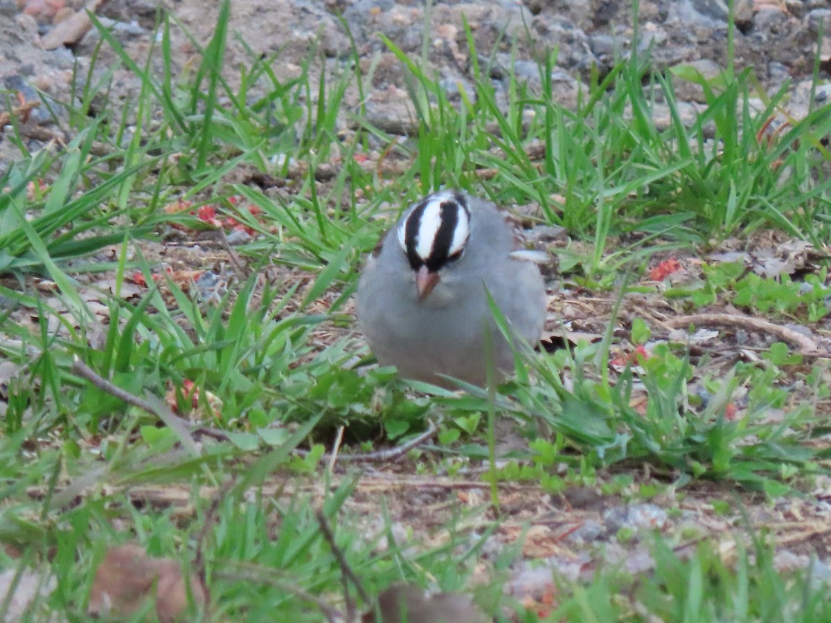 White-crowned Sparrow - ML618455126