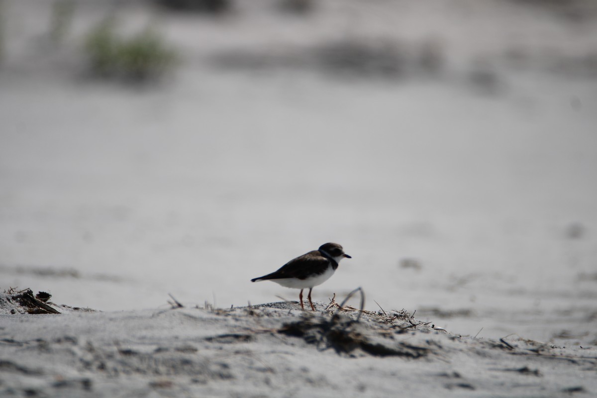 Semipalmated Plover - ML618455134