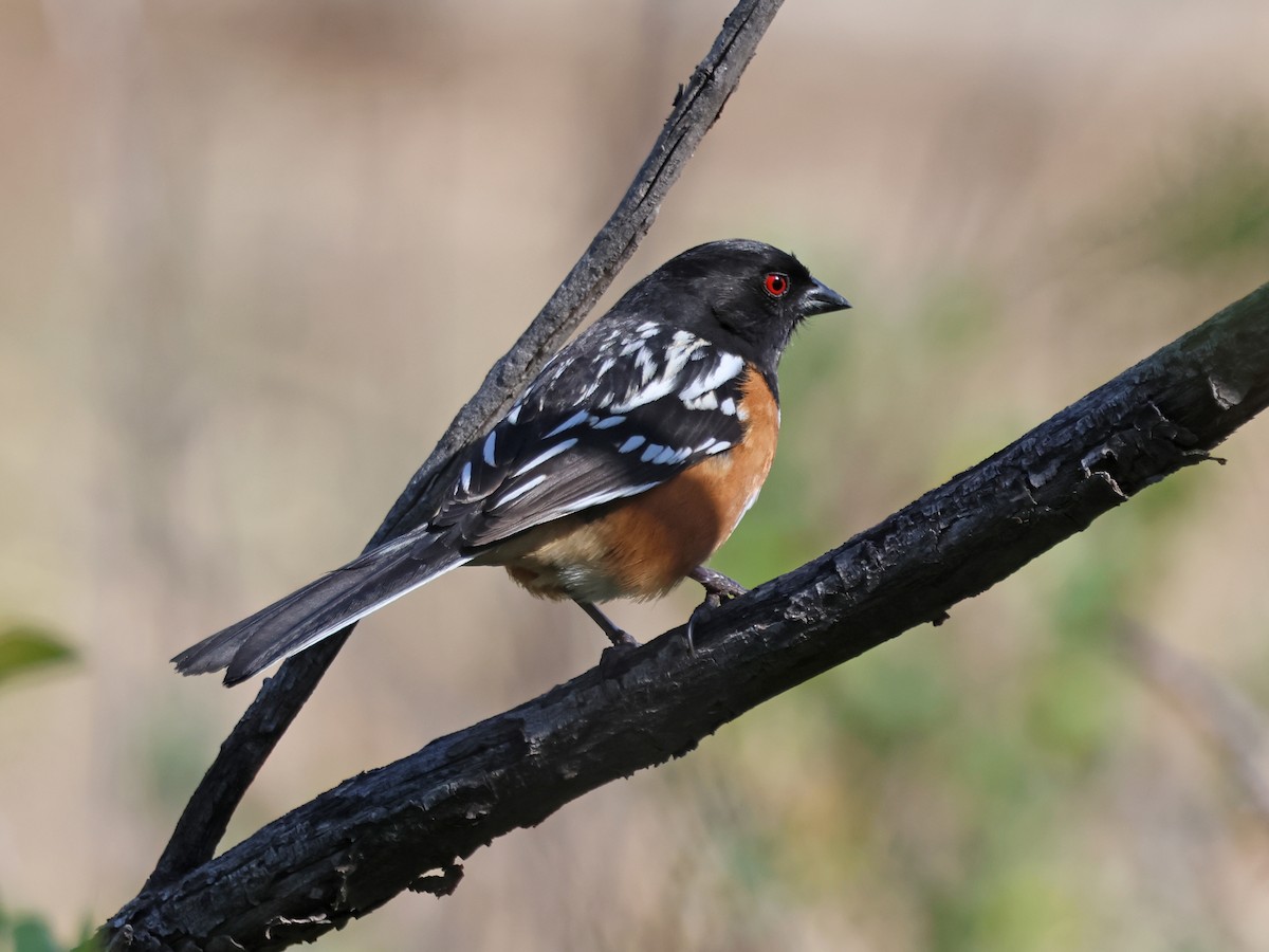 Spotted Towhee (maculatus Group) - ML618455236