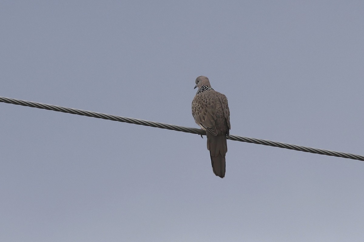 Spotted Dove - ML618455278