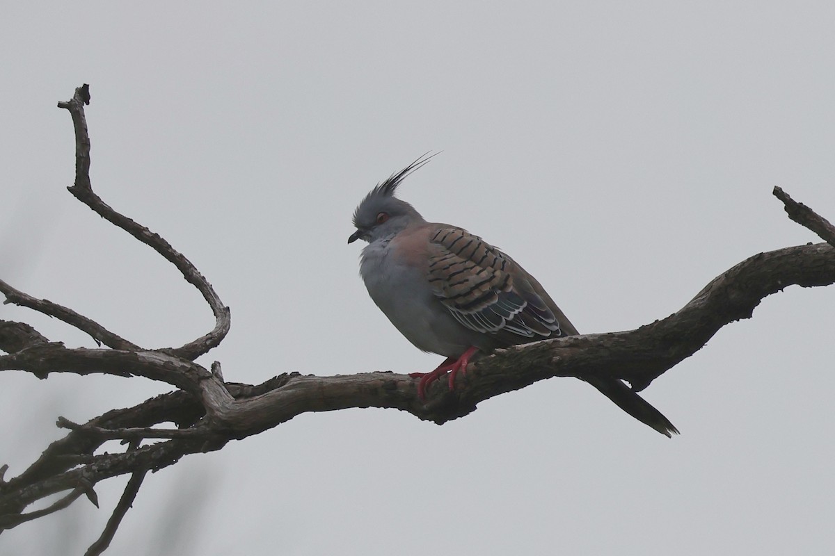 Crested Pigeon - ML618455319