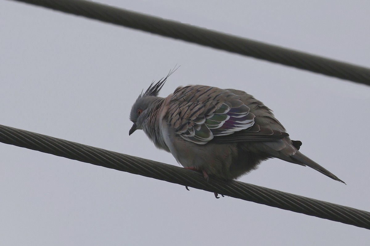 Crested Pigeon - ML618455320
