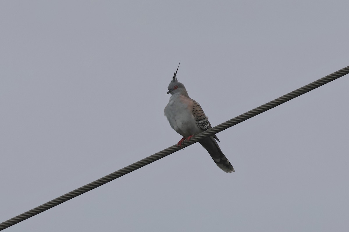 Crested Pigeon - ML618455321