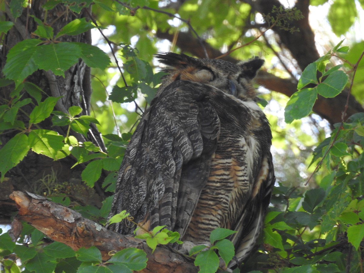 Great Horned Owl - ML618455331