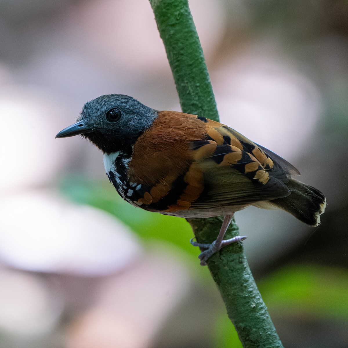 Spotted Antbird - ML618455355
