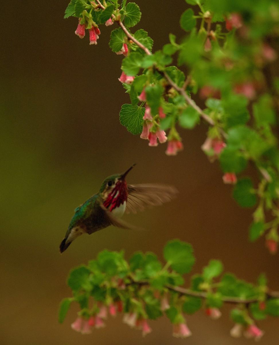 Calliope Hummingbird - ML618455416