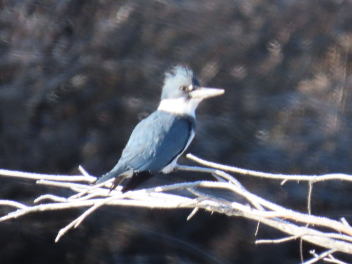 Belted Kingfisher - ML618455420