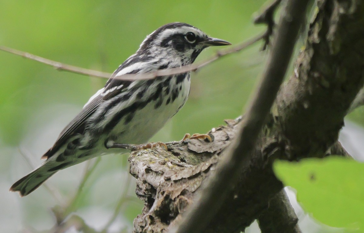 Black-and-white Warbler - ML618455421