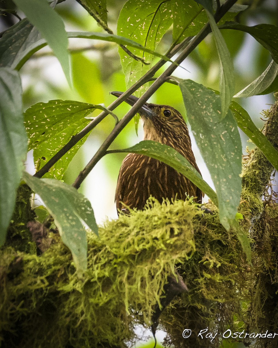 Strong-billed Woodcreeper (Andean/Northern) - ML618455458
