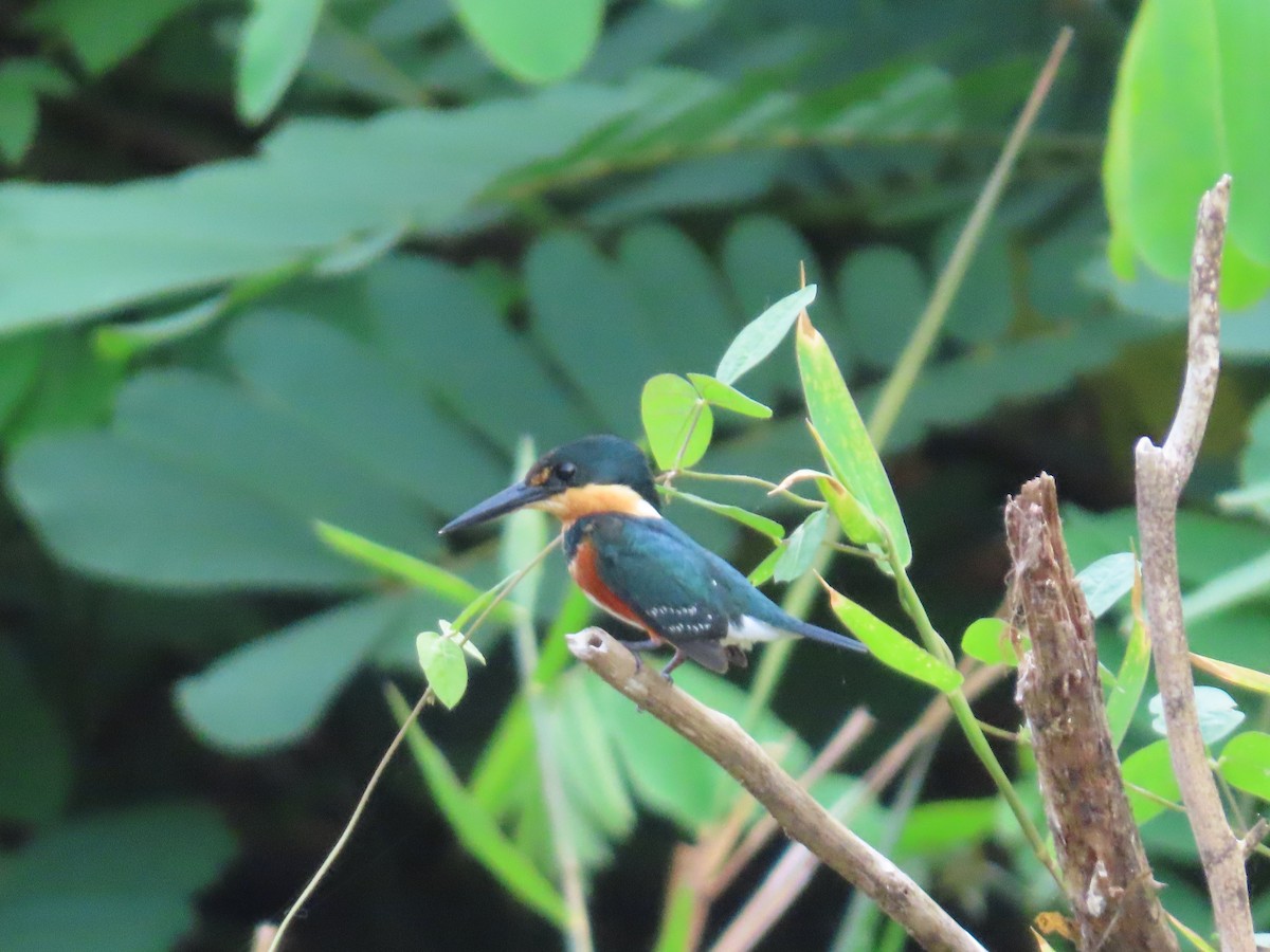 American Pygmy Kingfisher - Andrew Ippel