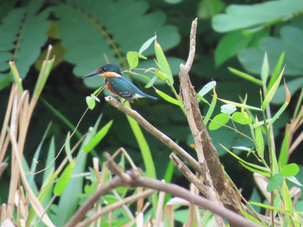 American Pygmy Kingfisher - ML618455475