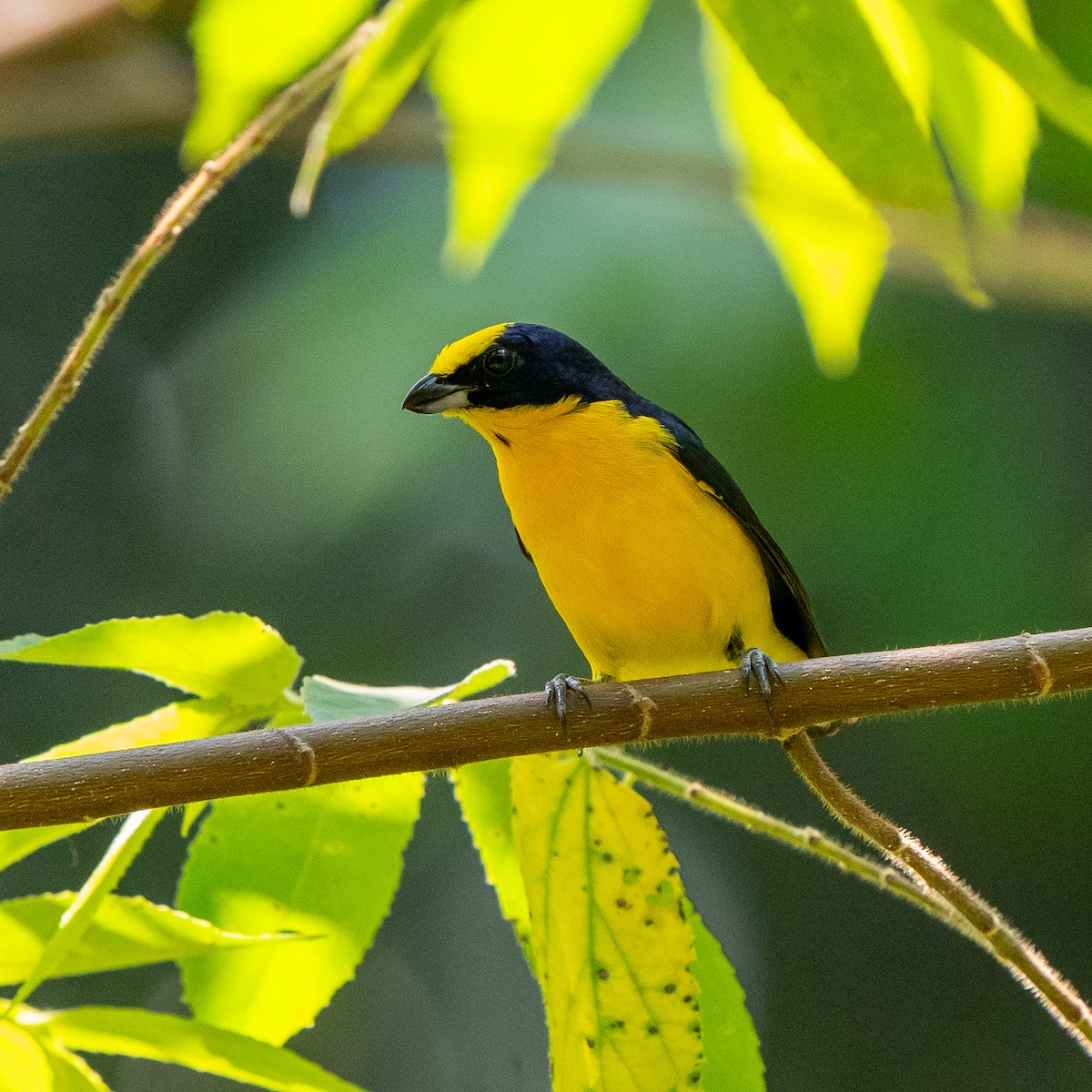 Thick-billed Euphonia - Anthony Batista