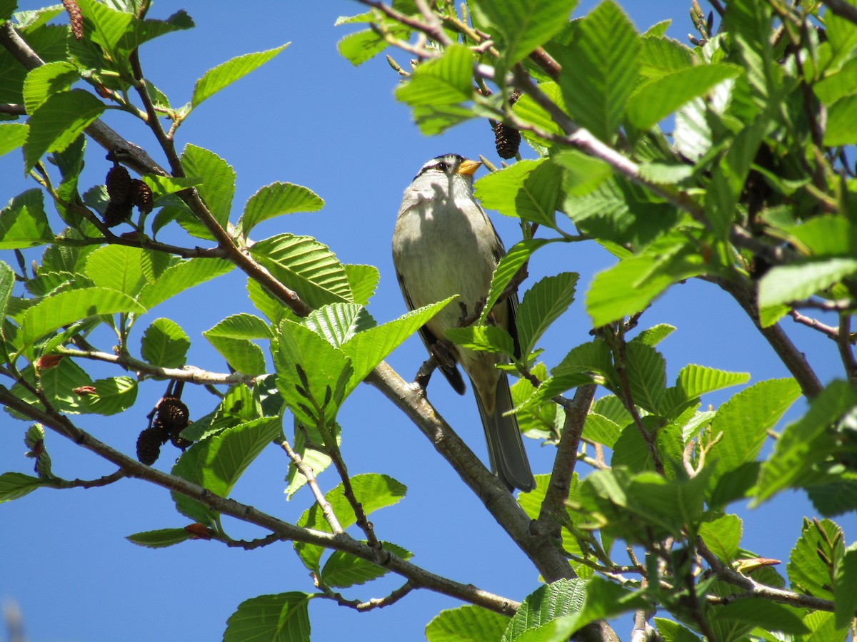 White-crowned Sparrow - ML618455490