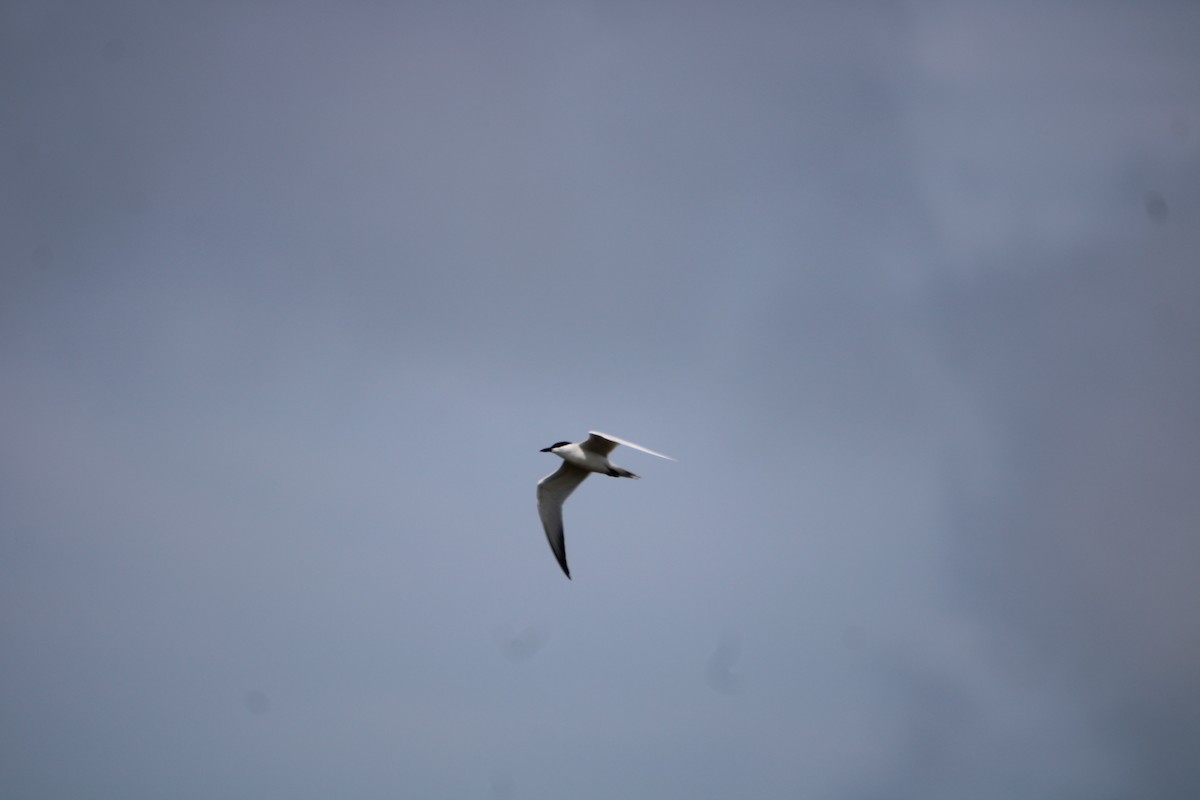 Gull-billed Tern - ML618455509