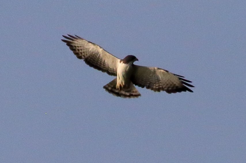 Short-tailed Hawk - ML618455515