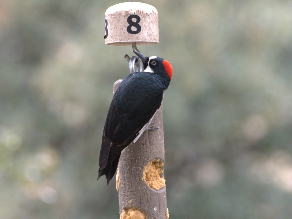 Acorn Woodpecker - ML618455522