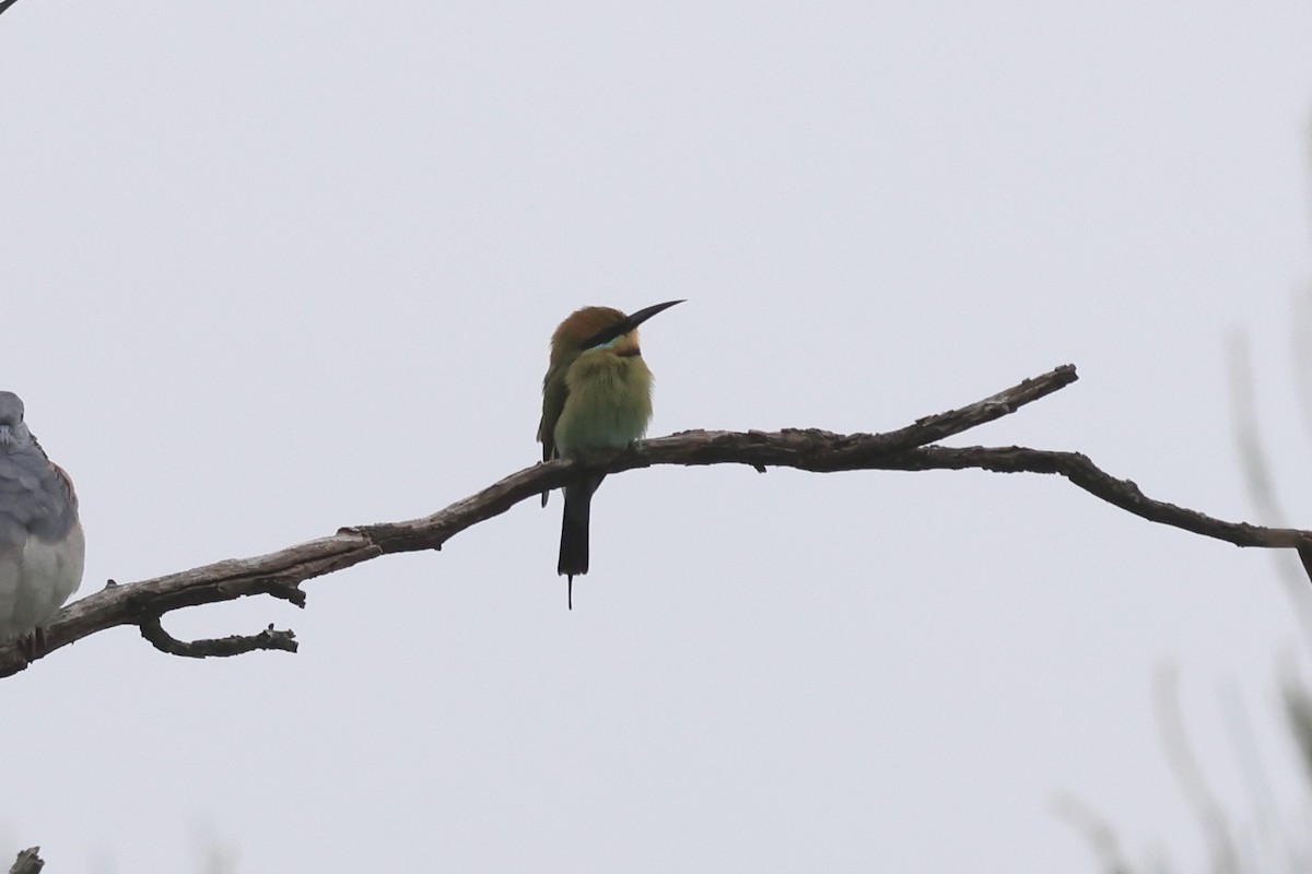 Rainbow Bee-eater - ML618455527