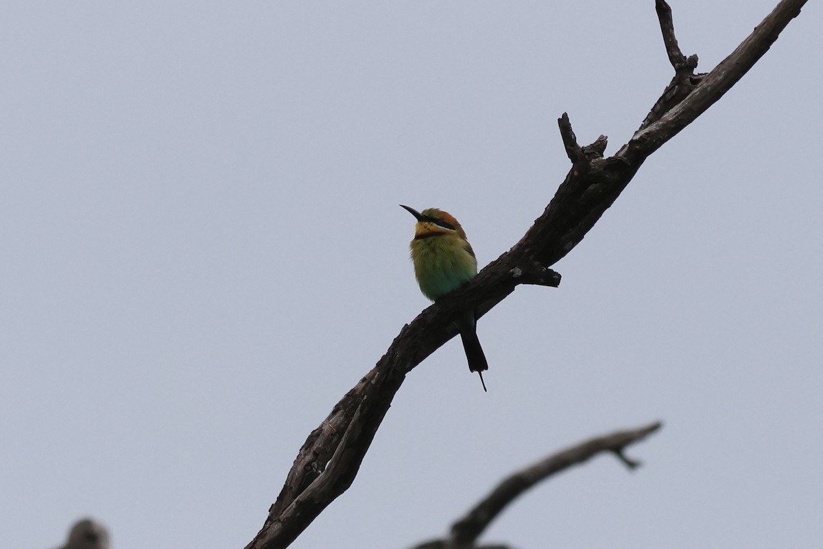 Rainbow Bee-eater - ML618455529