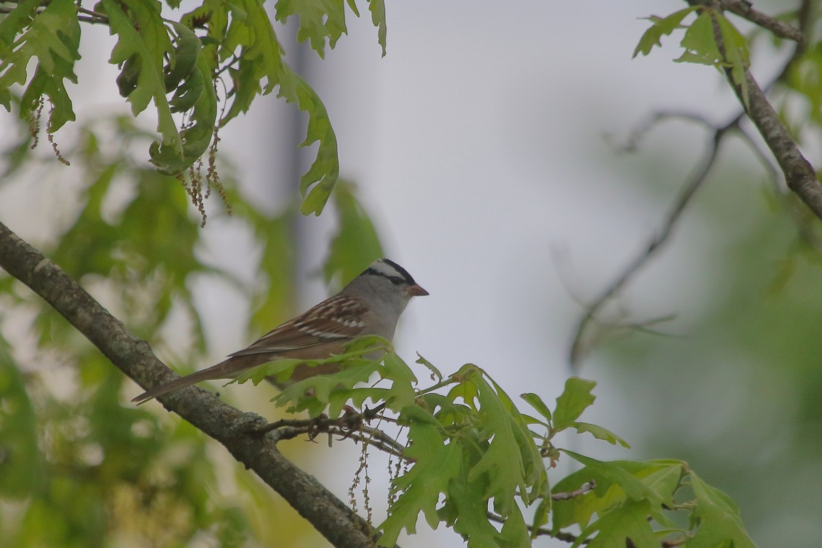 White-crowned Sparrow - ML618455566