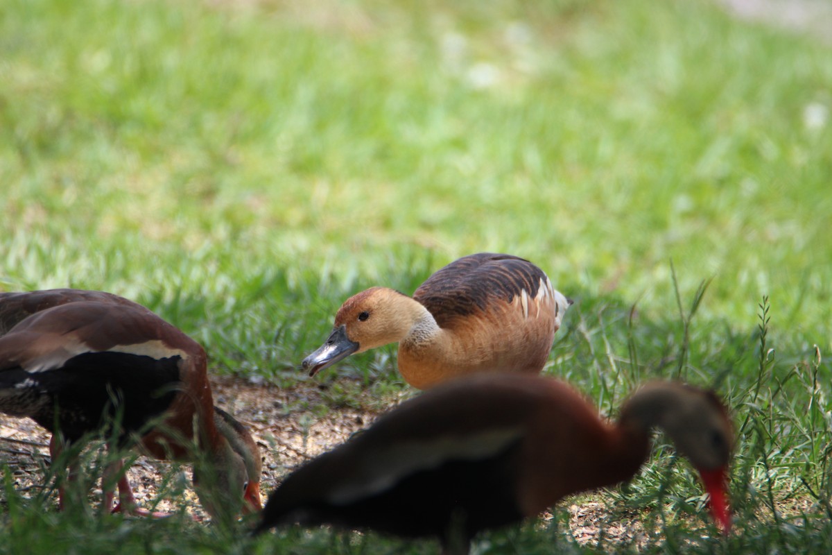 Fulvous Whistling-Duck - ML618455568