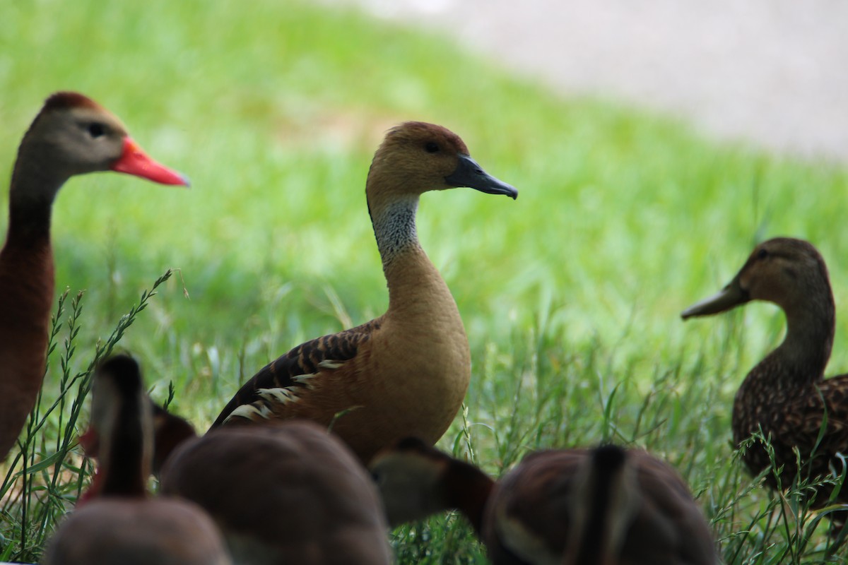 Fulvous Whistling-Duck - ML618455569