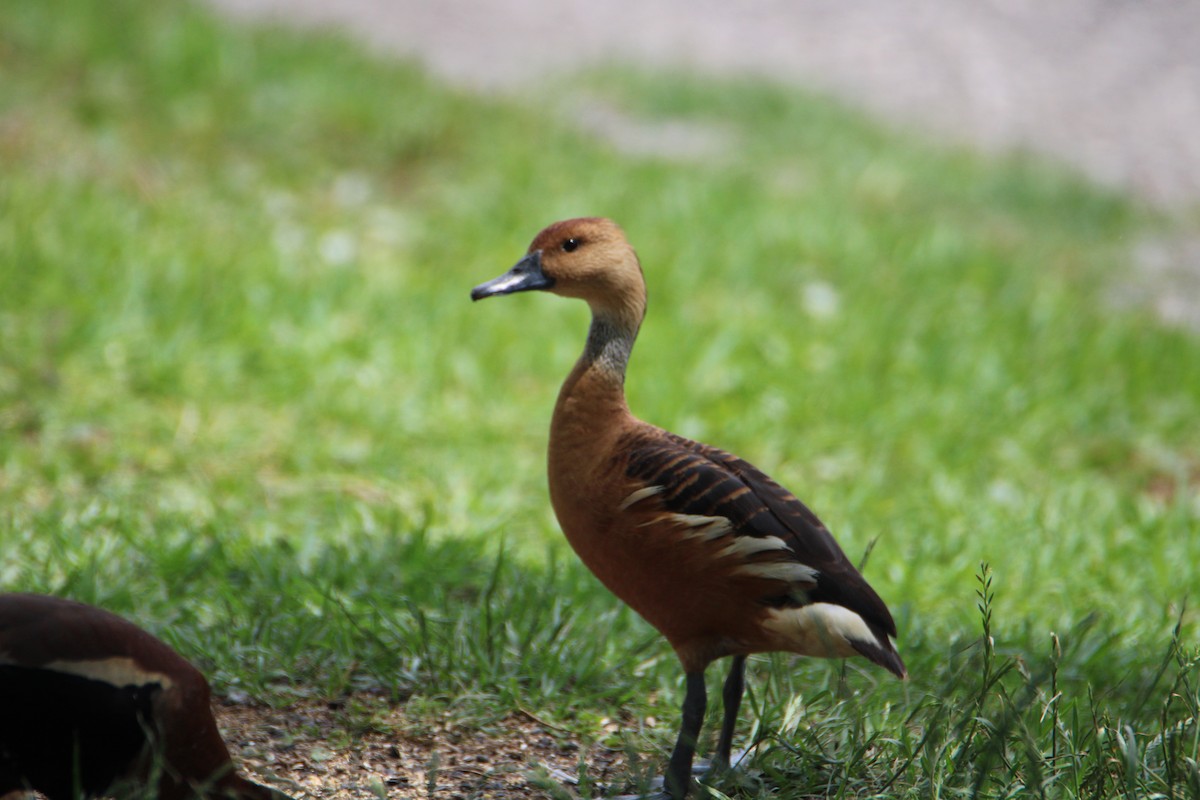 Fulvous Whistling-Duck - ML618455570
