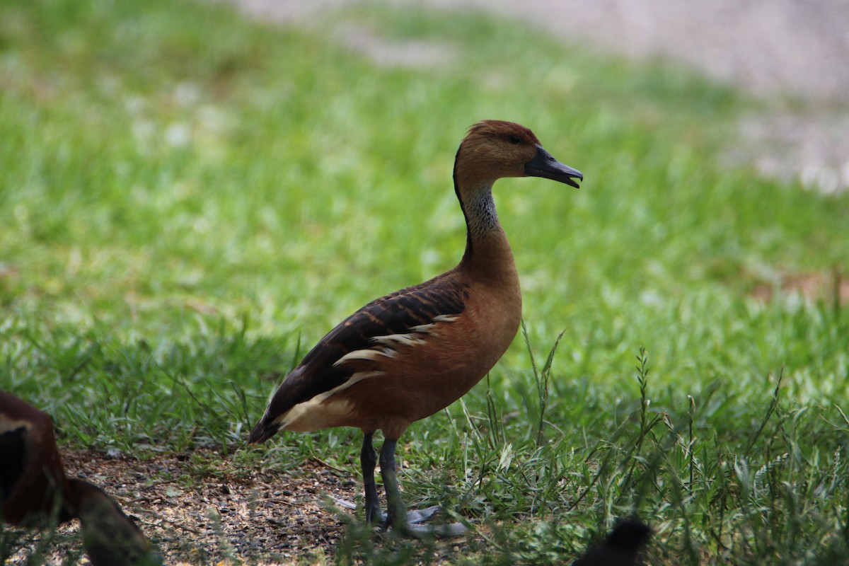 Fulvous Whistling-Duck - ML618455571