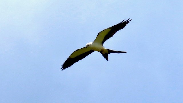 Swallow-tailed Kite - ML618455580