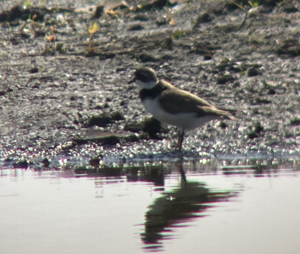 Semipalmated Plover - ML618455617