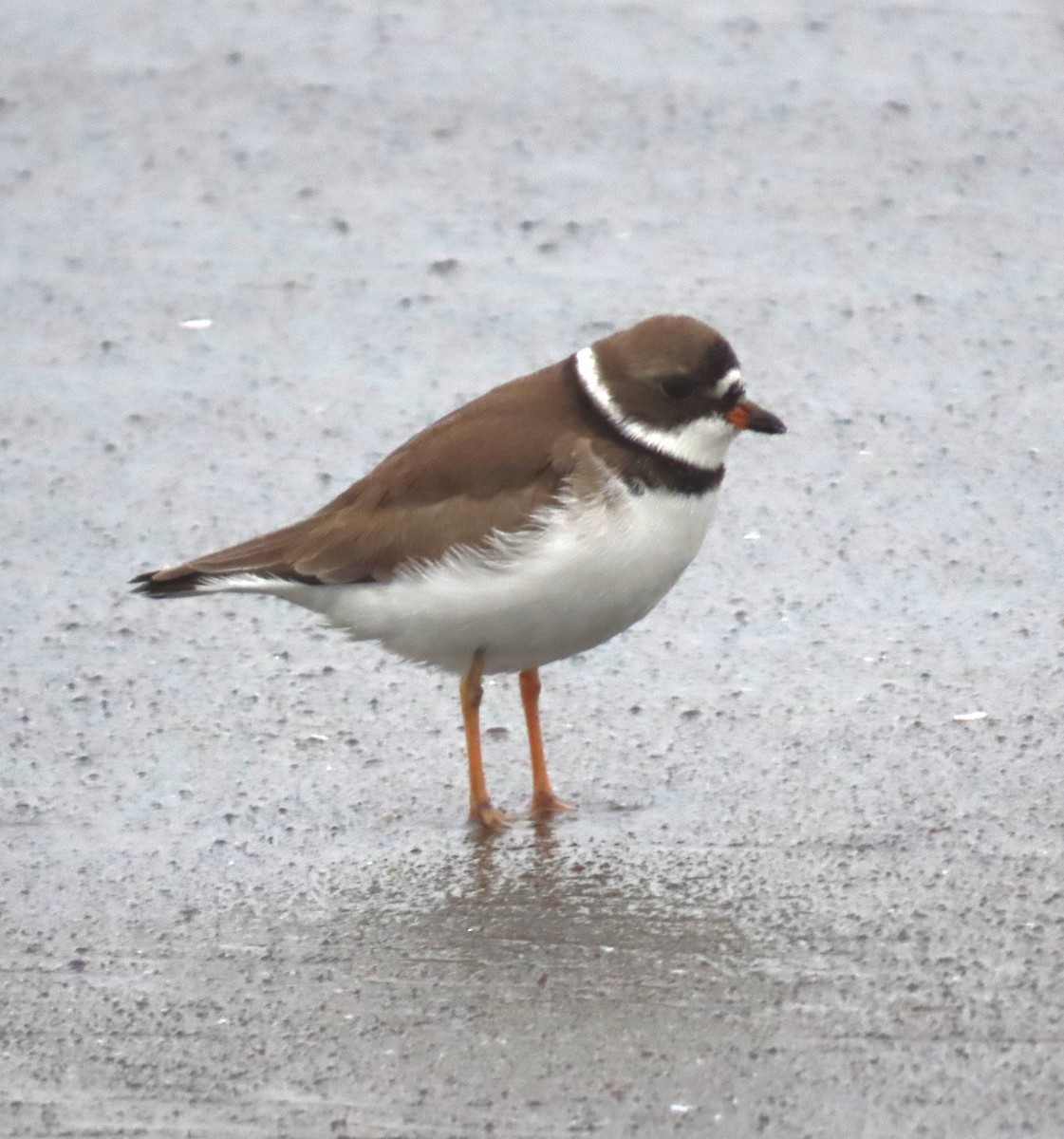 Semipalmated Plover - ML618455641