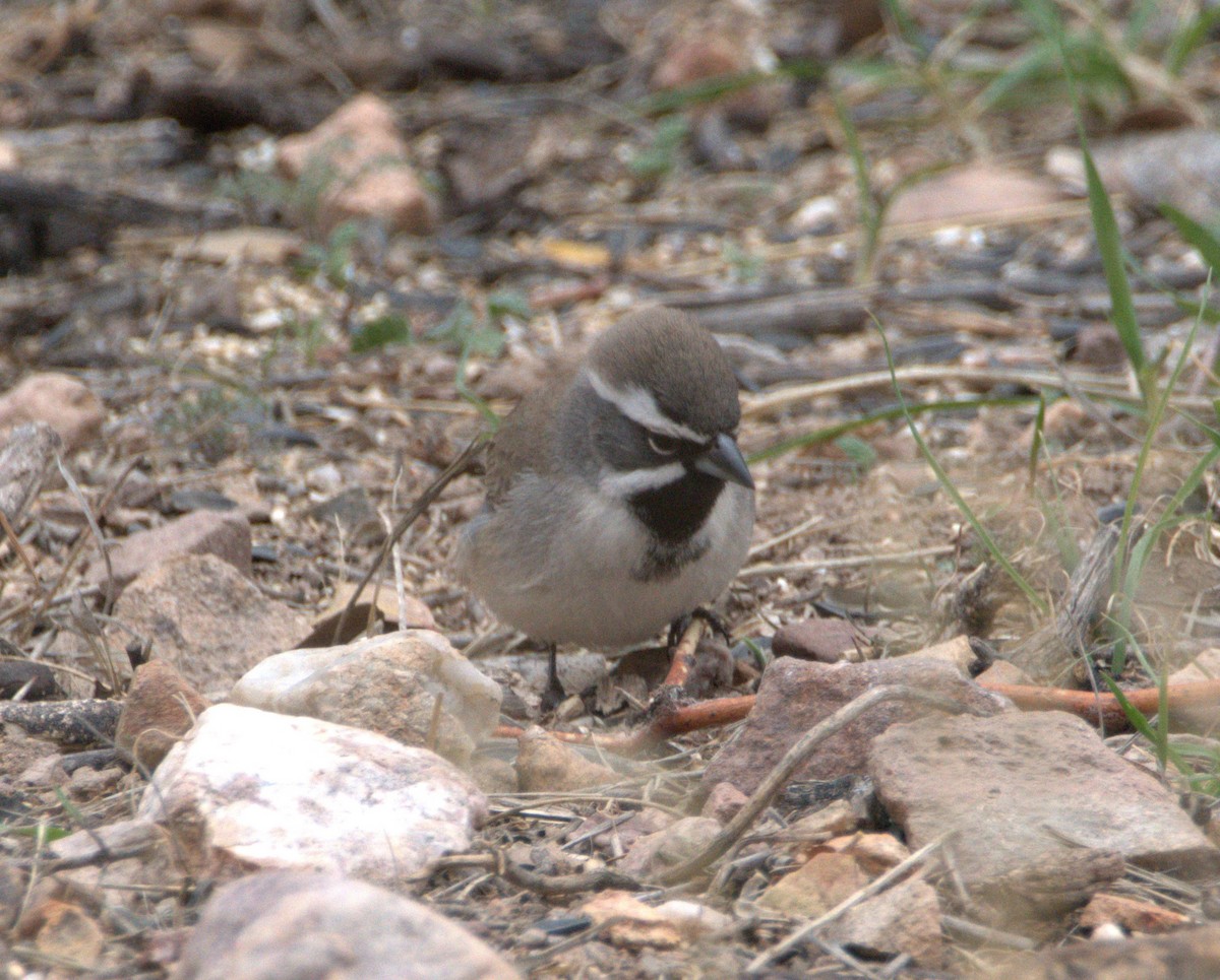 Black-chinned Sparrow - ML618455645