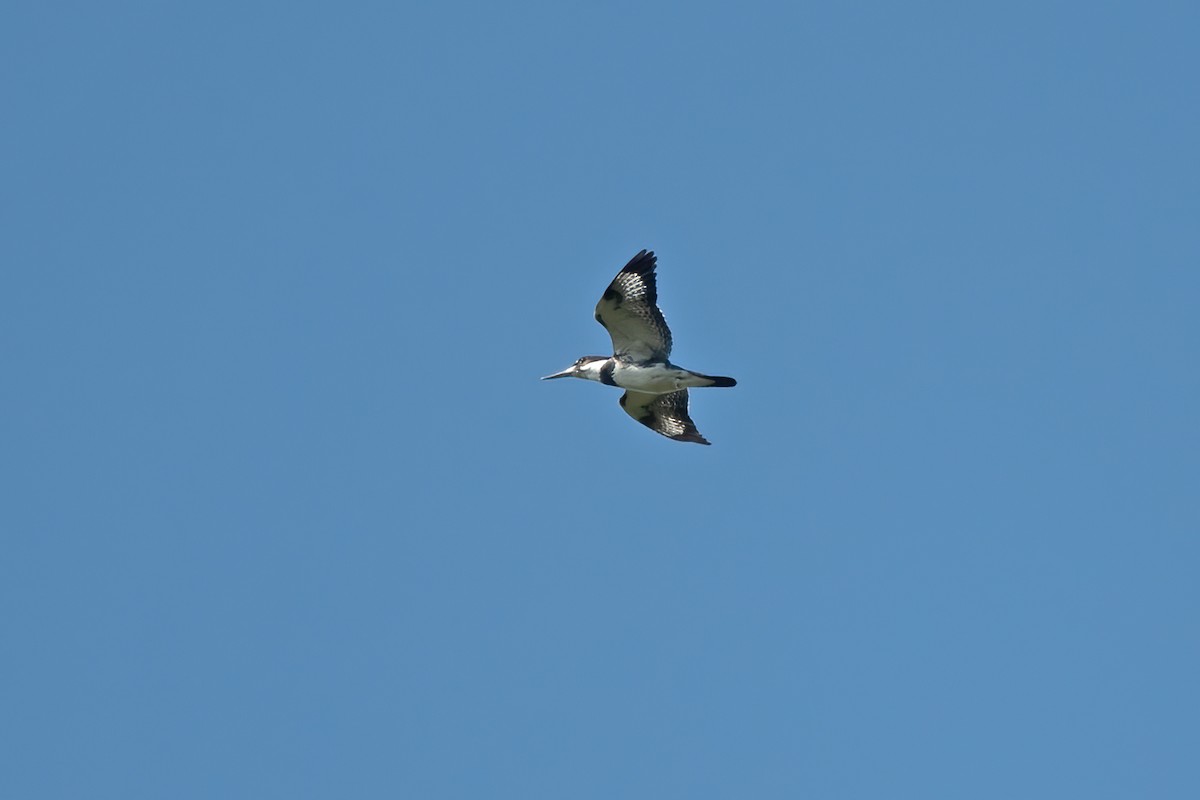 Belted Kingfisher - ML618455683
