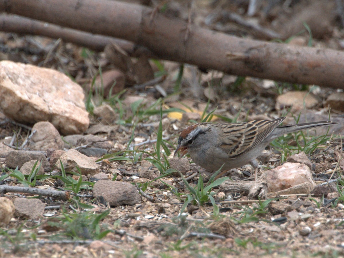 Chipping Sparrow - ML618455691