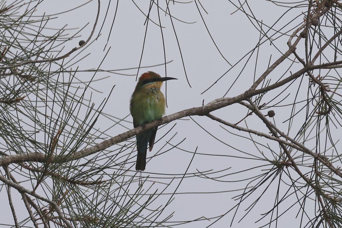 Rainbow Bee-eater - ML618455692