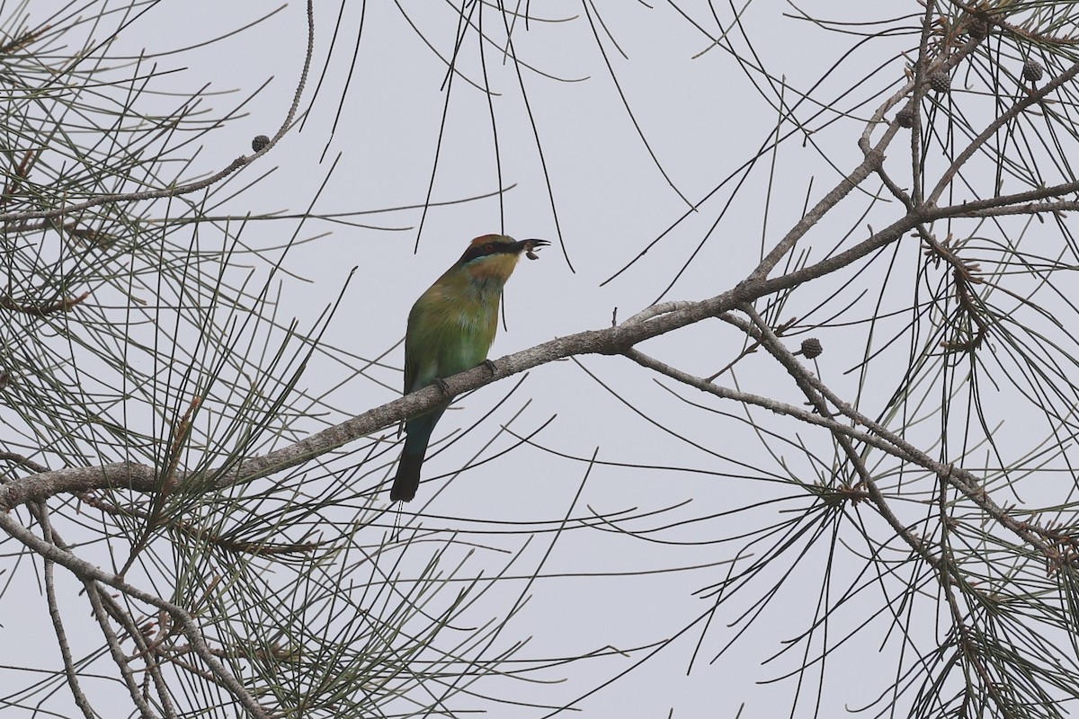 Rainbow Bee-eater - Dennis Devers
