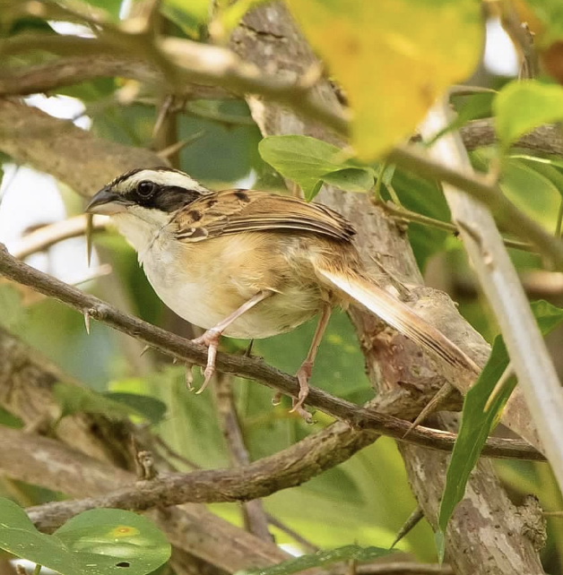 Stripe-headed Sparrow - ML618455709