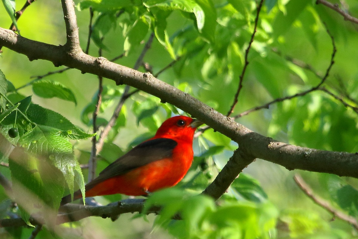 Scarlet Tanager - ML618455726