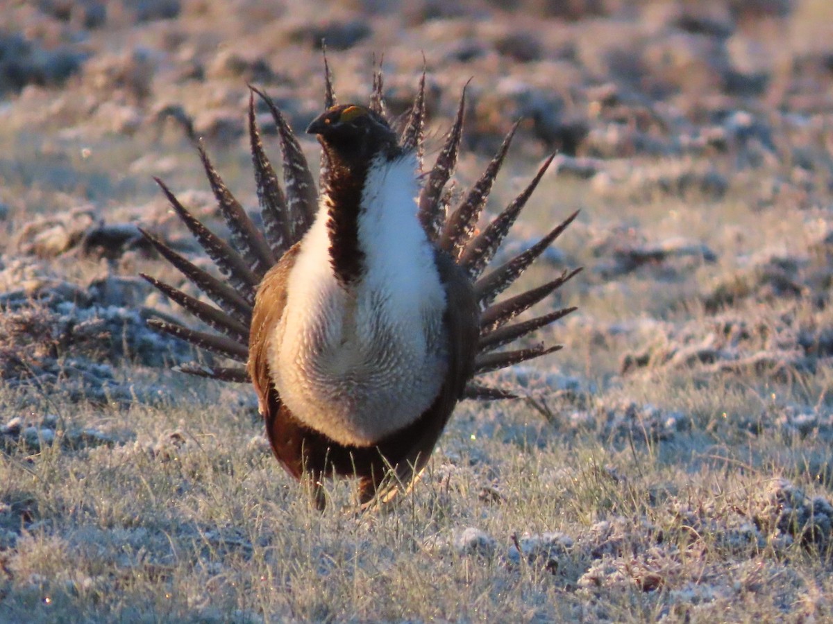 Greater Sage-Grouse - ML618455730