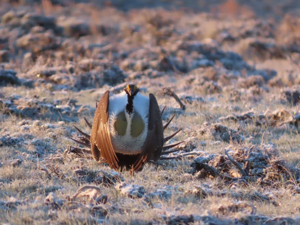 Greater Sage-Grouse - ML618455732