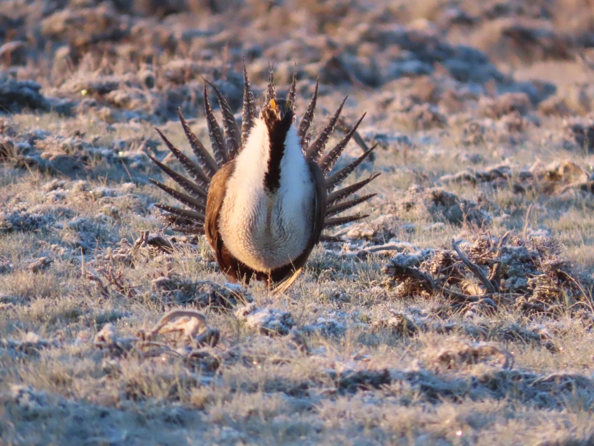 Greater Sage-Grouse - ML618455733