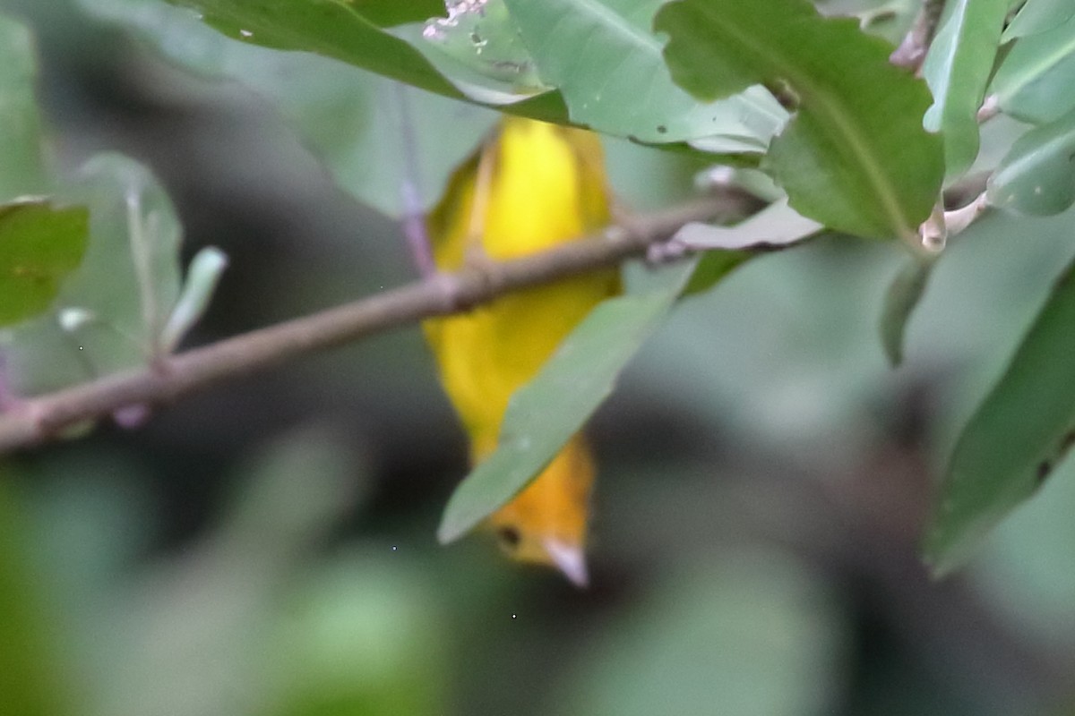 Yellow Warbler (Mangrove) - Susan Hunter