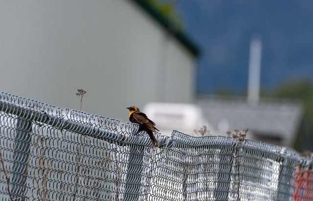 Yellow-headed Blackbird at Hope Airport by Chris McDonald