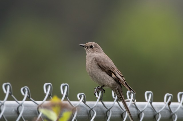 Townsend's Solitaire at Hope Airport by Chris McDonald