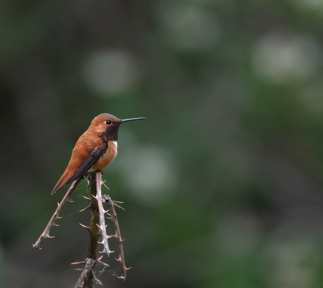 Rufous Hummingbird at Hope Airport by Chris McDonald